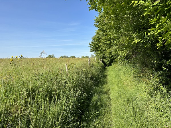 Peu avant Illeville, le chemin change d'aspect pour devenir plus herbeux.