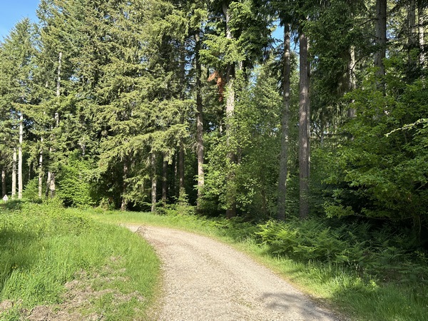 Nous quittons le Chemin de Brestot à Illeville pour suivre brièvement la route forestière du Chêne à la Vierge. Nous tournerons à gauche un peu plus loin.