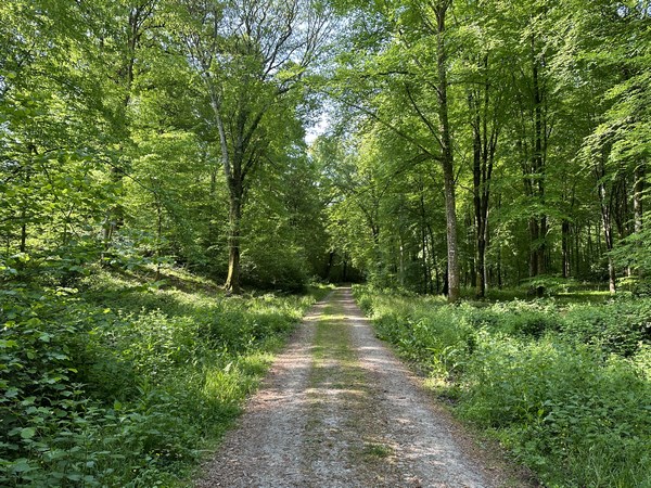 Nous suivons maintenant la route forestière des Cinq Hêtres.
