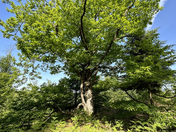 Sur la route forestière de Cahaigne, on peut voir le châtaignier du Rond des Forges. Né dans une pinède, sa ramure torturée témoigne de son combat pour la lumière.