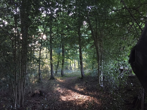 Nous entrons en forêt au Clos Oviève pour rejoindre la route forestière du Fond des Hogues.