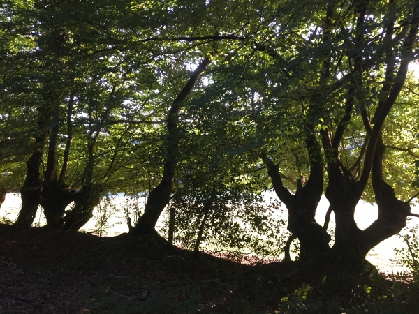 Nous contournons le Clos Oviève bordé d'anciens arbres tétards.