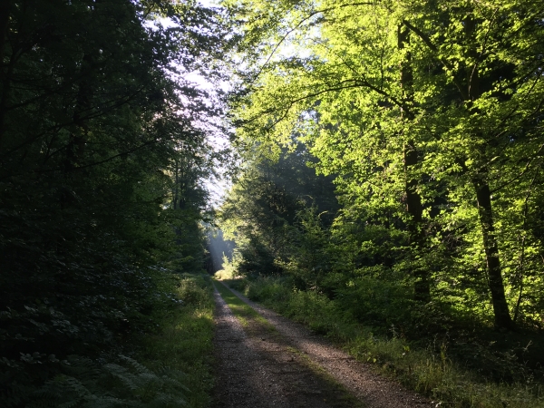 Forêt domaniale de Lyons, route forestière de la Marlière au Roi.