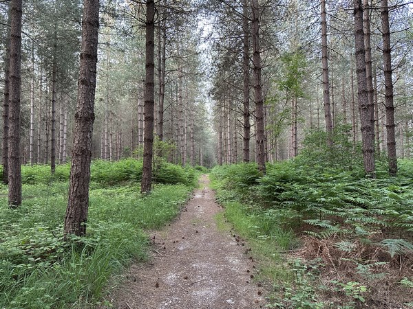 Le bois de Valleville est planté de pins sylvestres, ce qui donne au chemin un confort bien agréable.