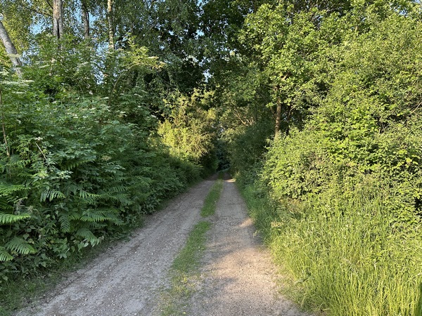 Nous entrons dans le bois de Loquerais par le chemin de Saint-Bris.