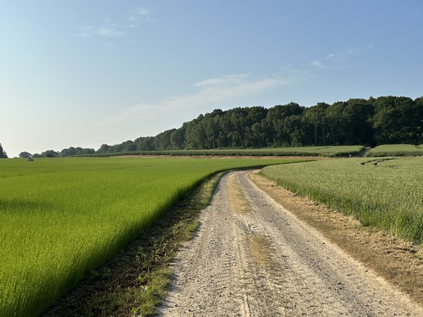 Nous sortons du bois au niveau du menhir du Croc, que l'on devine dans le champ à gauche (voir en grand dans l'album de la rando). Si l'on souhaite faire un détour ravitaillement à Serquigny, il faudra continuer en face. Nous, nous restons sur les GR et tournons à droite.&nbsp;