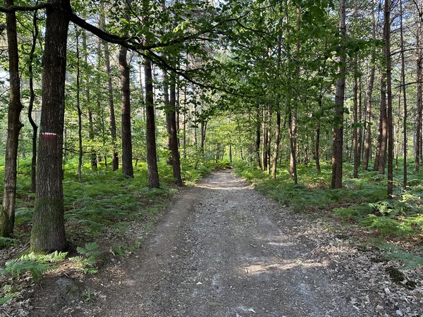 Nous longeons puis entrons dans le bois de Courcelles.