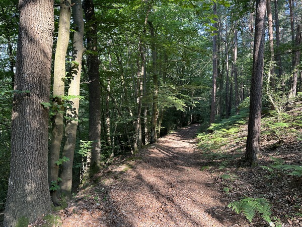 Toujours dans le bois de Courcelles, nous descendons maintenant vers la vallée de Saint-Léger.