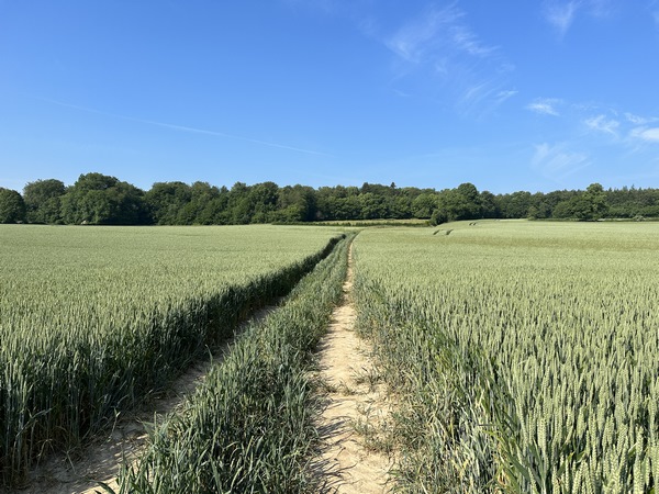 Nous traversons la vallée de Saint-Léger en direction du bois de la Côte Brulée, en face.