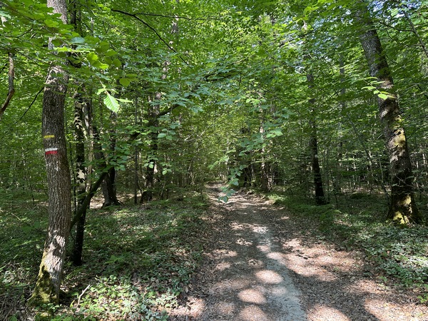 Bois de la Côte Brulée, chemin de l'Arbre Robinson.