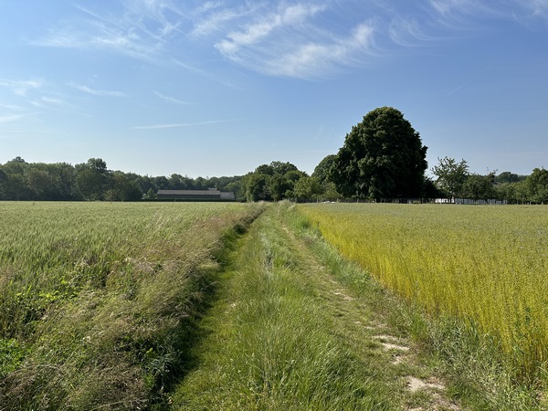 Le chemin de Hayes va nous conduire jusqu'à l'allée des Châteaux.