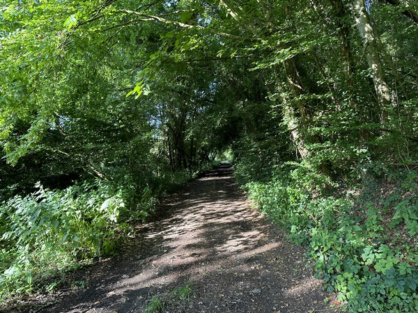 Nous suivons le chemin situé entre le bois des Douze Acres et la Charentonne.