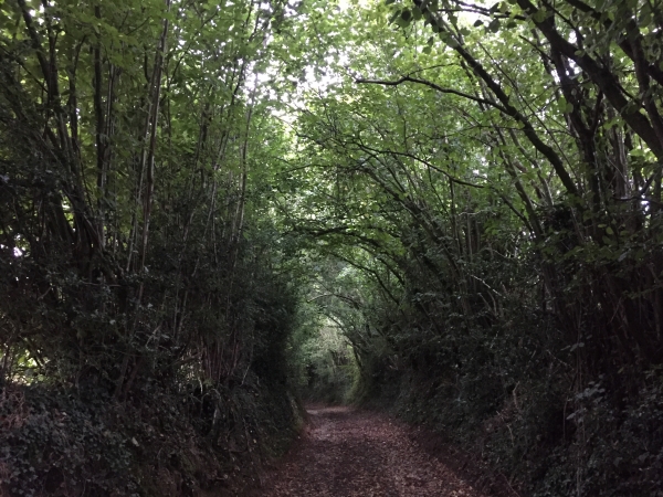 Nous partons de la petite église de La Haye, et rapidement  nous sommes au fond du chemin creux du Val aux Reines.