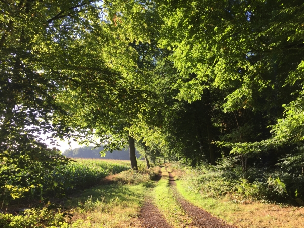 La route des Enclaves longe deux essarts : le Long Thuit et l'Arpent.