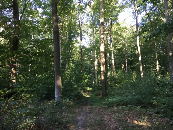 Après le hameau des Landez, nous suivons le sentier qui serpente le long de la route forestière du Chevreuil.