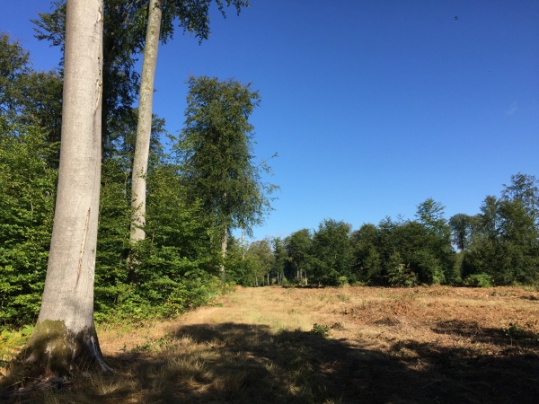 Nous sommes au lieu-dit Ancien Camp de la Haye.