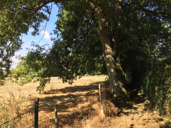 Nous suivons maintenant l'étroit chemin des Pliniers qui relie le lieu-dit La Porcherie au centre de La Haye.