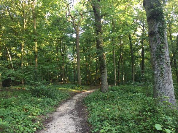 Nous partons de la Voie de l'Institut, et après quelques mètres, entrons dans la forêt domaniale de Bord-Louviers.