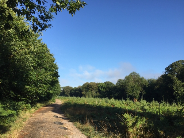 Nous suivons les petits chemins jusqu'à cette route forestière du Testelet.