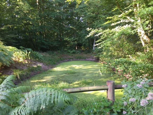 Route forestière du Testelet, la mare.