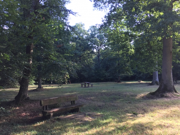 Nous rejoignons le carrefour des Quatre Bancs sur la route forestière des Longues Raies.
