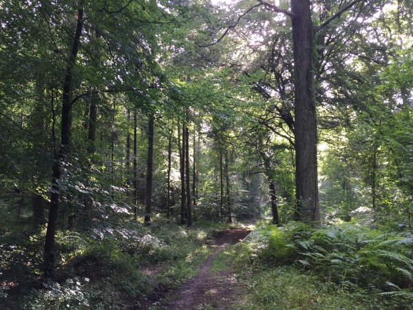 Route forestière de la Vallée Cormette. Nous allons la suivre jusqu'à la lisière à proximité de notre point de départ.
