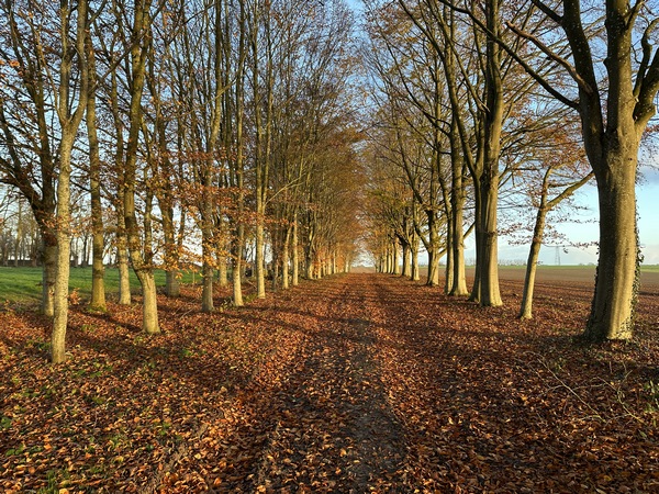Regard arrière sur notre chemin. C'est une large allée qui longe le parc du château.