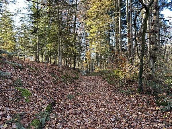 Le bois est traversé par un large chemin balisé.