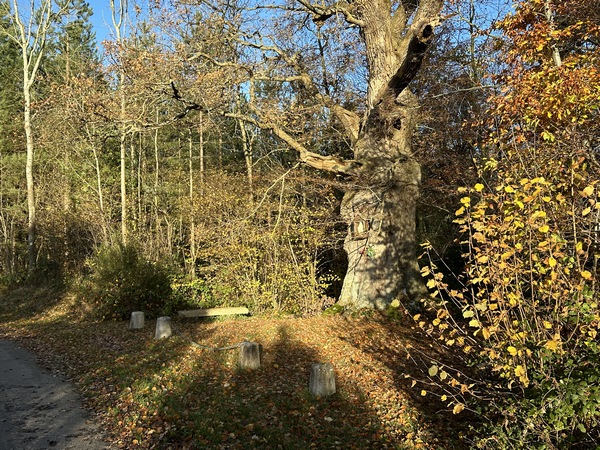 Nous sortons du bois et faisons un petit aller-retour vers les Cateliers pour découvrir l'impressionnant Chêne à la Vierge, autrefois destination de procession depuis la chapelle de Rondemare. Voir la photo de détail dans l'album.