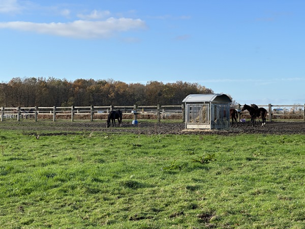 Près de la ferme des Monts, les trotteurs s'entraînent sous le froid soleil de cette fin d'automne. On devine l'un des sulkys à gauche de la photo.