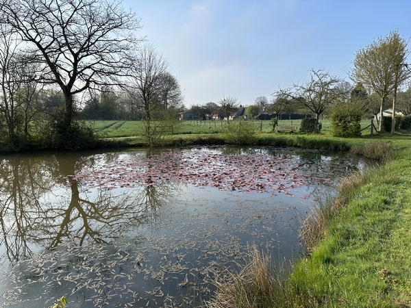 Il y a plusieurs mares à Saint-Nicolas-du-Bosc, voici celle qui se situe entre Saint-Nicolas et Saint-Meslin. Les nénuphars ne sont pas en fleur, et ne semblent pas en pleine forme.