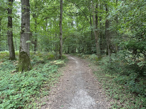 Nous traversons le bois Hapel.&nbsp;