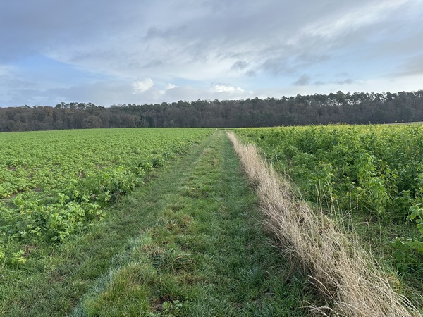 Nous retrouvons les paysages agricoles de la plaine d'Infreville.