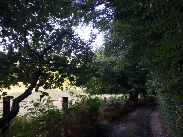 Nous allons rester sur ce chemin et laisser le GR23 qui rejoint le Chemin Vert.