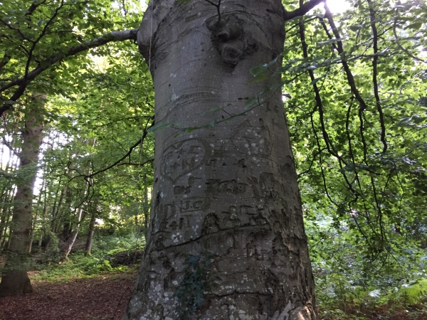 Nous sommes en pleine nature, aucune maison dans le voisinage, et pourtant (ou pour cette raison) il doit y avoir du passage : l'arbre ici est couvert de gravures romantiques.