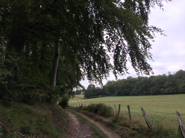 Toujours sur le GR210, nous sortons de Montville par la Promenade des Chevreuils, aux pieds du bois de St-Amand.