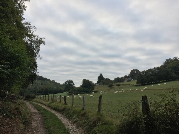 Promenade des Chevreuils, le Bosc aux Moines.