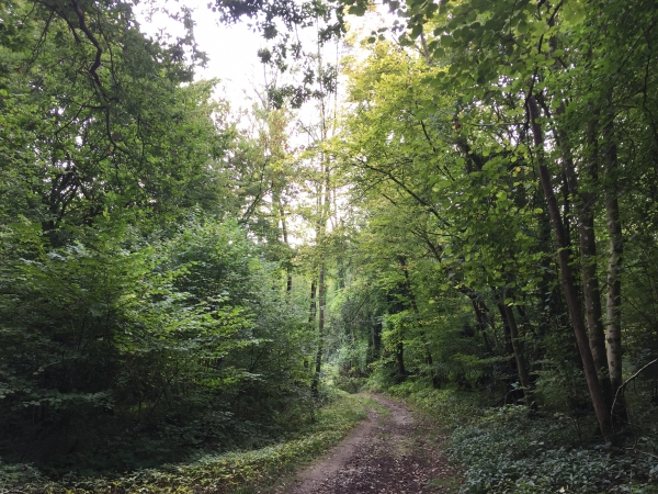 La Sente du Capsart traverse le bois Housset.