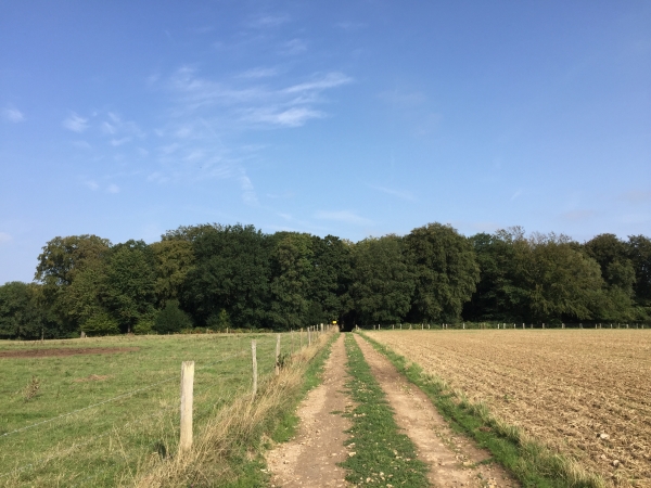 Nous traversons la plaine du Mesnil, et nous dirigeons vers le bois de la Queue du Renard.