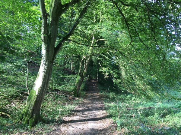 Le chemin des Fontaines des Fresnes, est un joli chemin ombragé en lisière de la Côte du Mont Cauvaire. C'est un très ancien chemin qui menait aux sources de la Fontaine des Frênes.