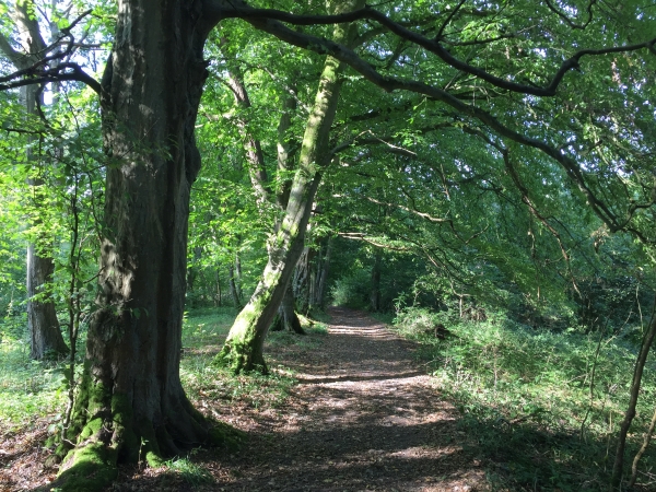 Par endroit, les arbres ont un petit côté tourmenté qui accréditerait les légendes du chemin des sources.