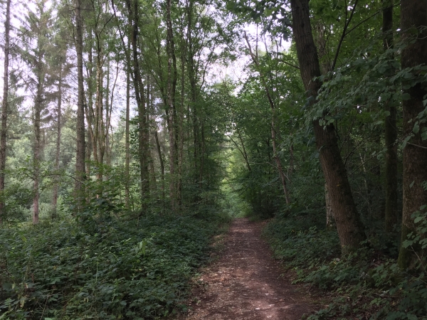 Bois Saint-Maurice, nous descendons dans le vallon qui sépare le bois Saint-Maurice du bois Saint-Amand.