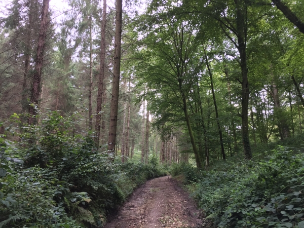 Nous sommes toujours sur le GR210 entre le bois Saint-Maurice et le bois Saint-Amand.