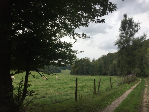 Promenade des Chevreuils, entre le Bosc aux Moines et le bois Saint-Amand.