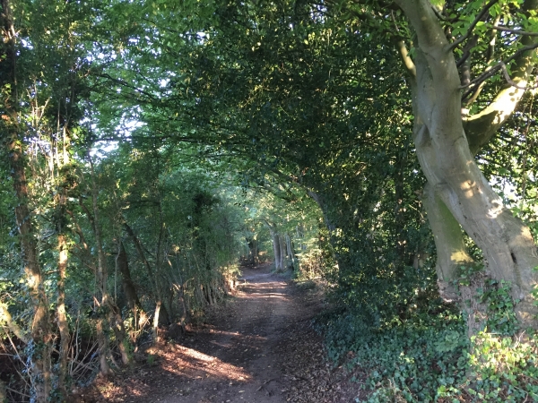 Nous entrons dans le bois sur le Chemin des Randonneurs (GR25) qui va descendre vers Montville.