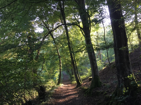 Avec la lumière qui descend de la colline, le chemin est vraiment superbe.