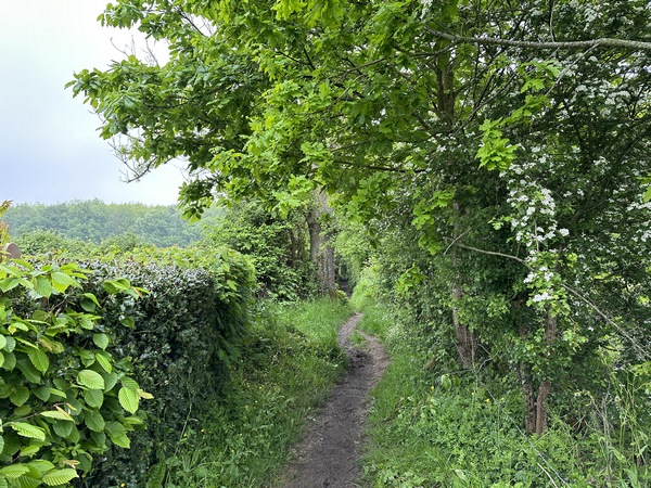 Nous suivons le sentier qui relie Houppeville à la forêt Verte.&nbsp;
