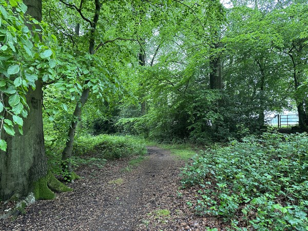 Nous quittons le GR210 dès notre entrée en forêt domaniale, et suivons le chemin qui longe la lisière.