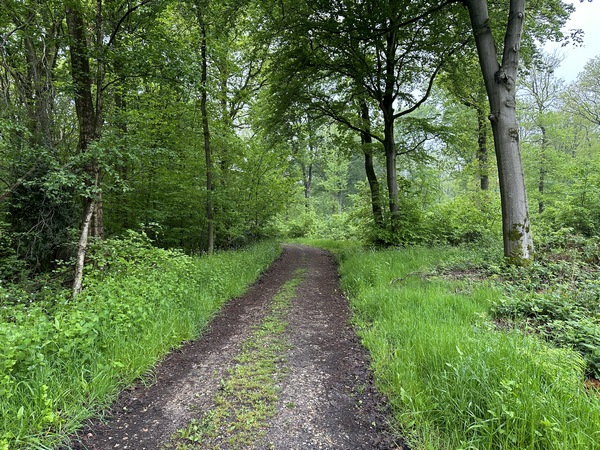 Le chemin de la Coudrette est bordé de chênes sessiles, de châtaigniers et de hêtres, dont plusieurs sont monumentaux. Nous ne cherchons plus à rejoindre le Val Ouin par des chemins disparus, nous continuons tout droit.