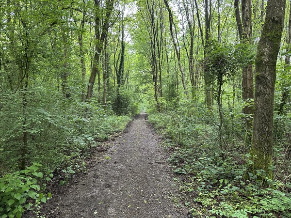 Toujours sur le même chemin, nous passons du bois de la Coudrette à celui de la Petite Coutume. Nous sommes maintenant sur le territoire du Houlme, et le chemin s'appelle Chemin des Randonneurs.